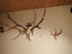 4 Stück Hirschgeweihe 4 Stück Hirschgeweihe