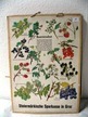 Schultafel Beerenobst 60er-70er Jahre ca. 41,5x59cm Schultafel Beerenobst 60er-70er Jahre ca. 41,5x59cm