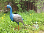 Pfau 49673 ca. 80x19x61 cm Pfau 49673 ca. 80x19x61 cm