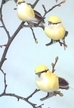 Vögel mit Clip 42404 12 Stk ca 13 cm Vögel mit Clip 42404 12 Stk ca 13 cm