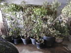 20 Oleander 20 Oleander