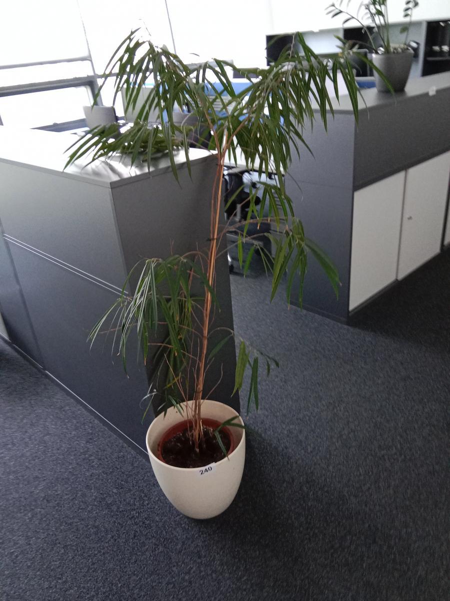 Topfpflanze?d=2025-06-16 06:16:54
