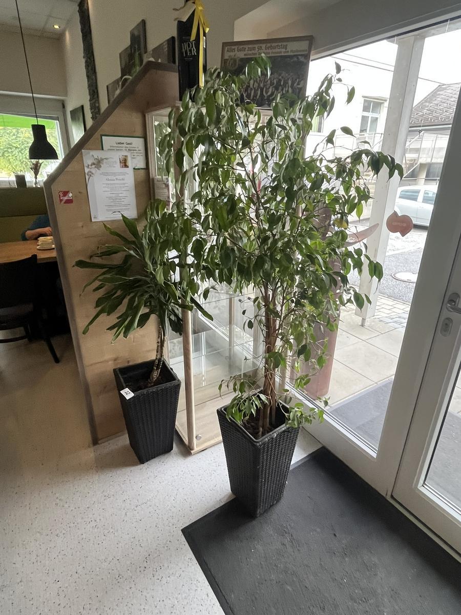 4 Stück DEKO Pflanzentöpfe?d=2025-11-21 19:05:28