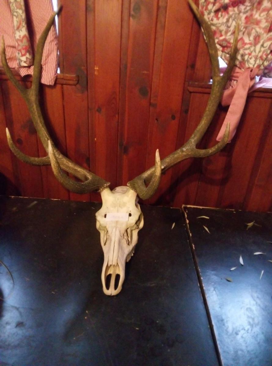 Hirschgeweih?d=2026-01-28 15:49:14