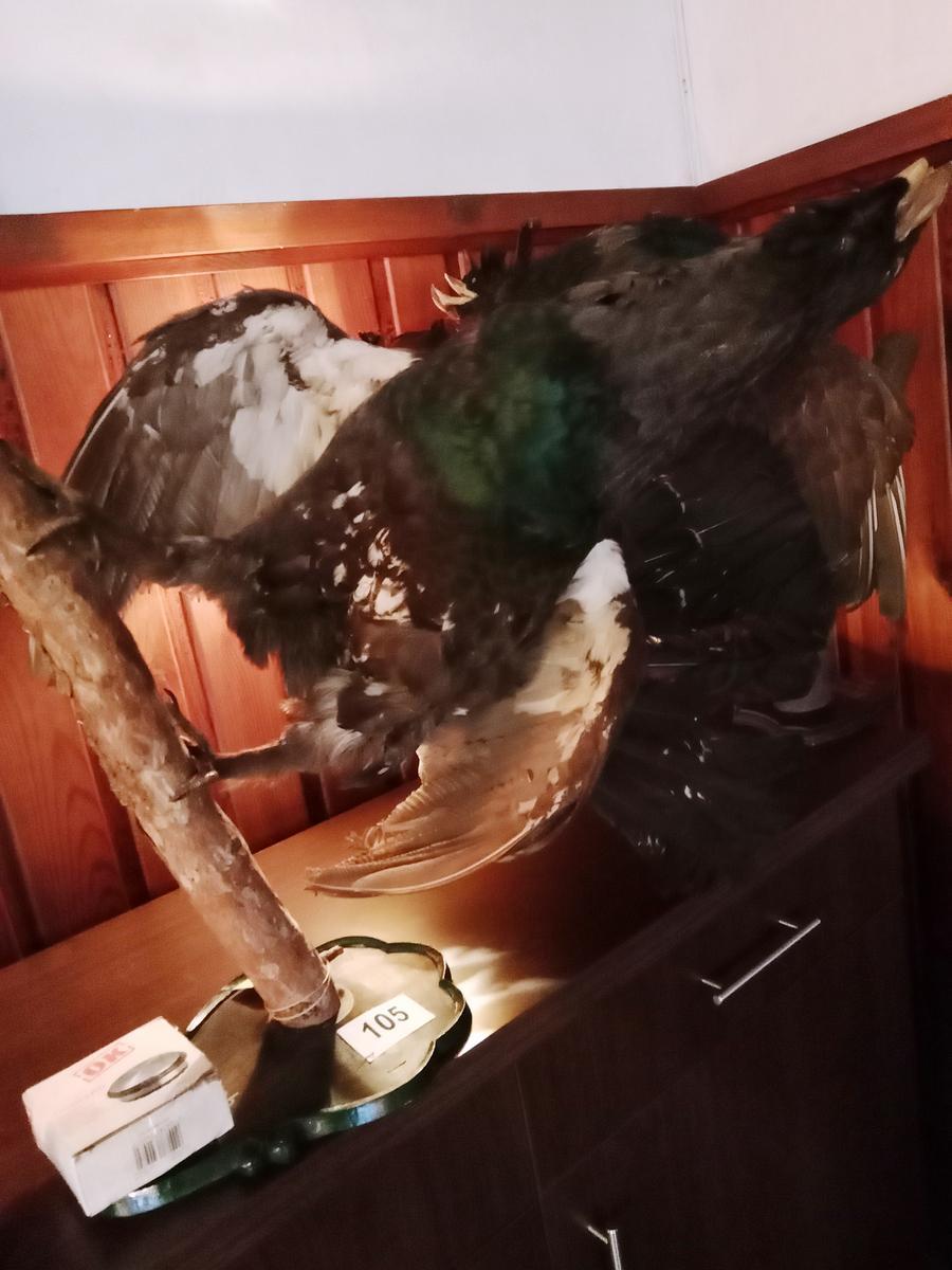 2 St&uuml;ck Auerhahn Pr&auml;parate