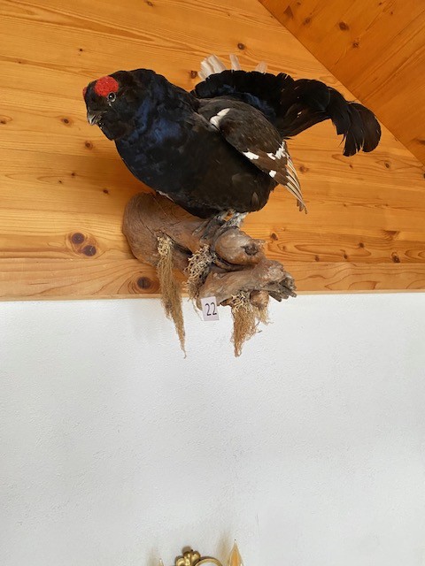 Birkhahn ausgestopft am Holz?d=2026-02-27 17:42:40