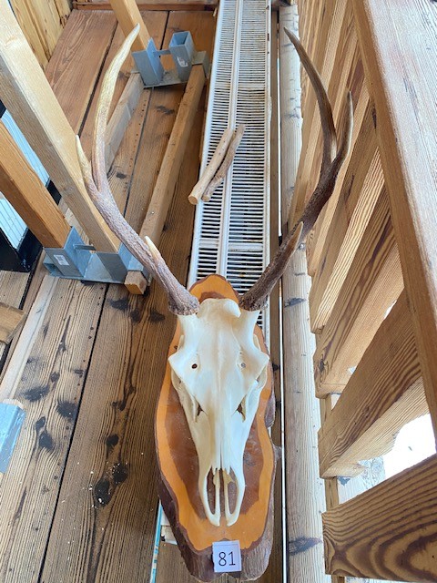 Hirsch Troph&auml;e?d=2026-02-27 19:27:54