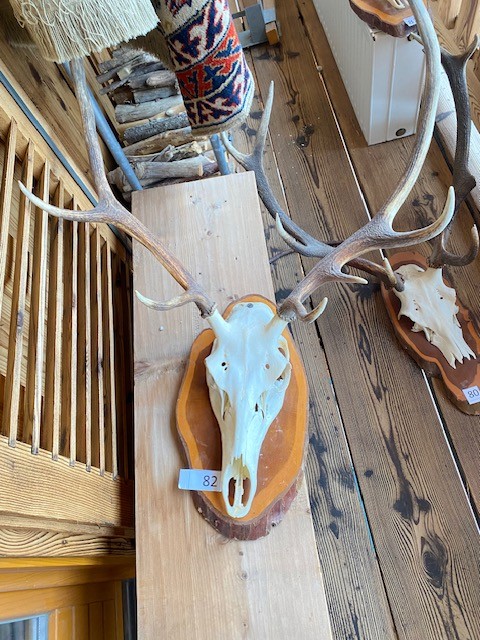 Hirsch Troph&auml;e?d=2026-02-27 19:27:53