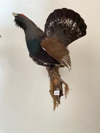 Ein Auerhahn ausgestopft Ein Auerhahn ausgestopft