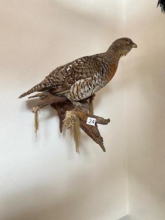 Eine Auerhenne ausgestopft Eine Auerhenne ausgestopft