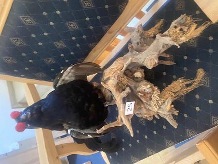 Birkhahn ausgestopft am Holz Birkhahn ausgestopft am Holz