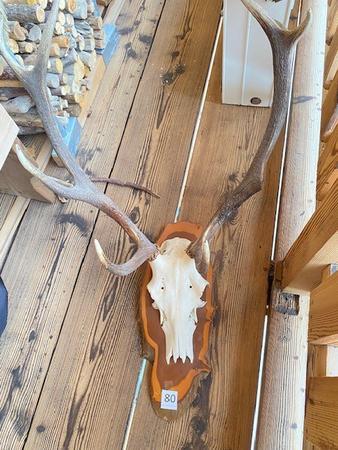 Hirsch Trophäe Hirsch Trophäe