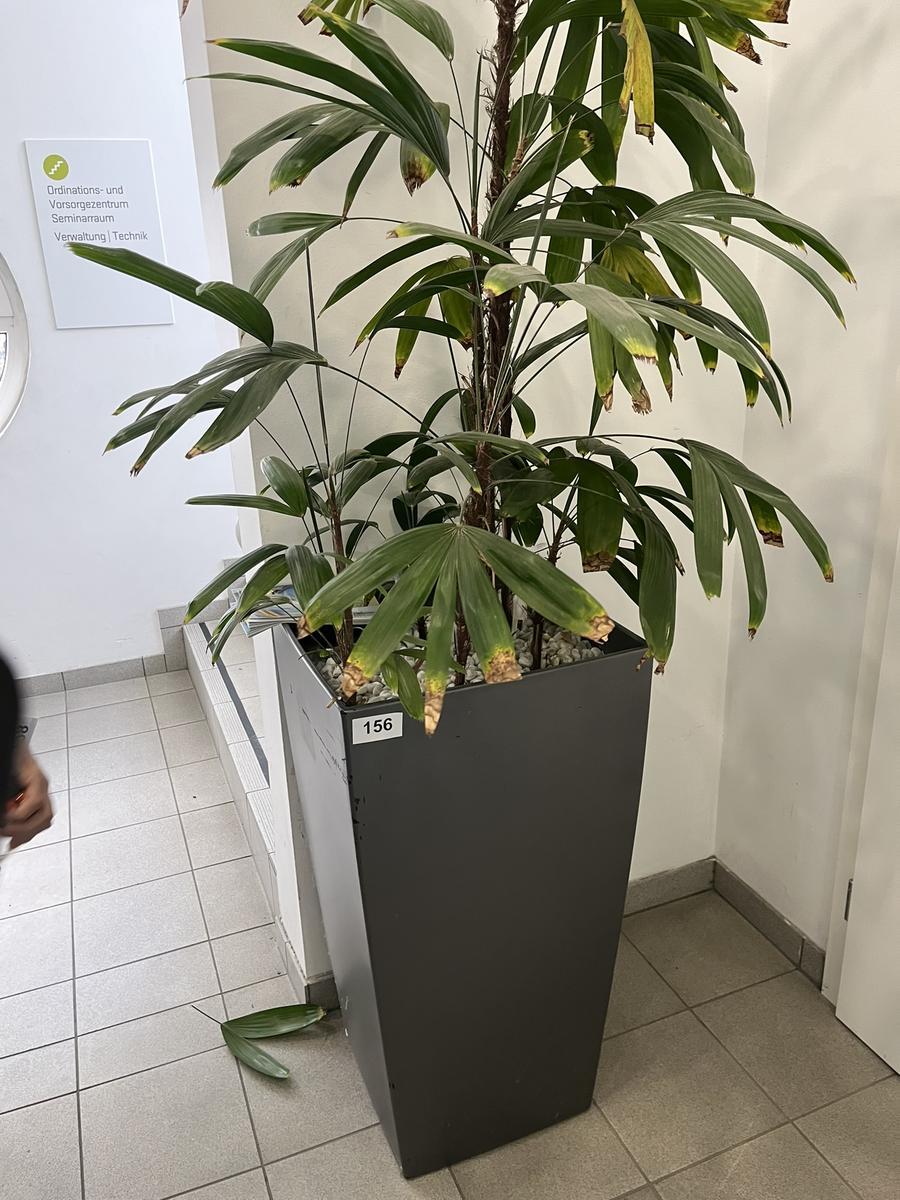 Hydro Pflanze, ca. 50x50x95cm?d=2026-03-09 21:32:09