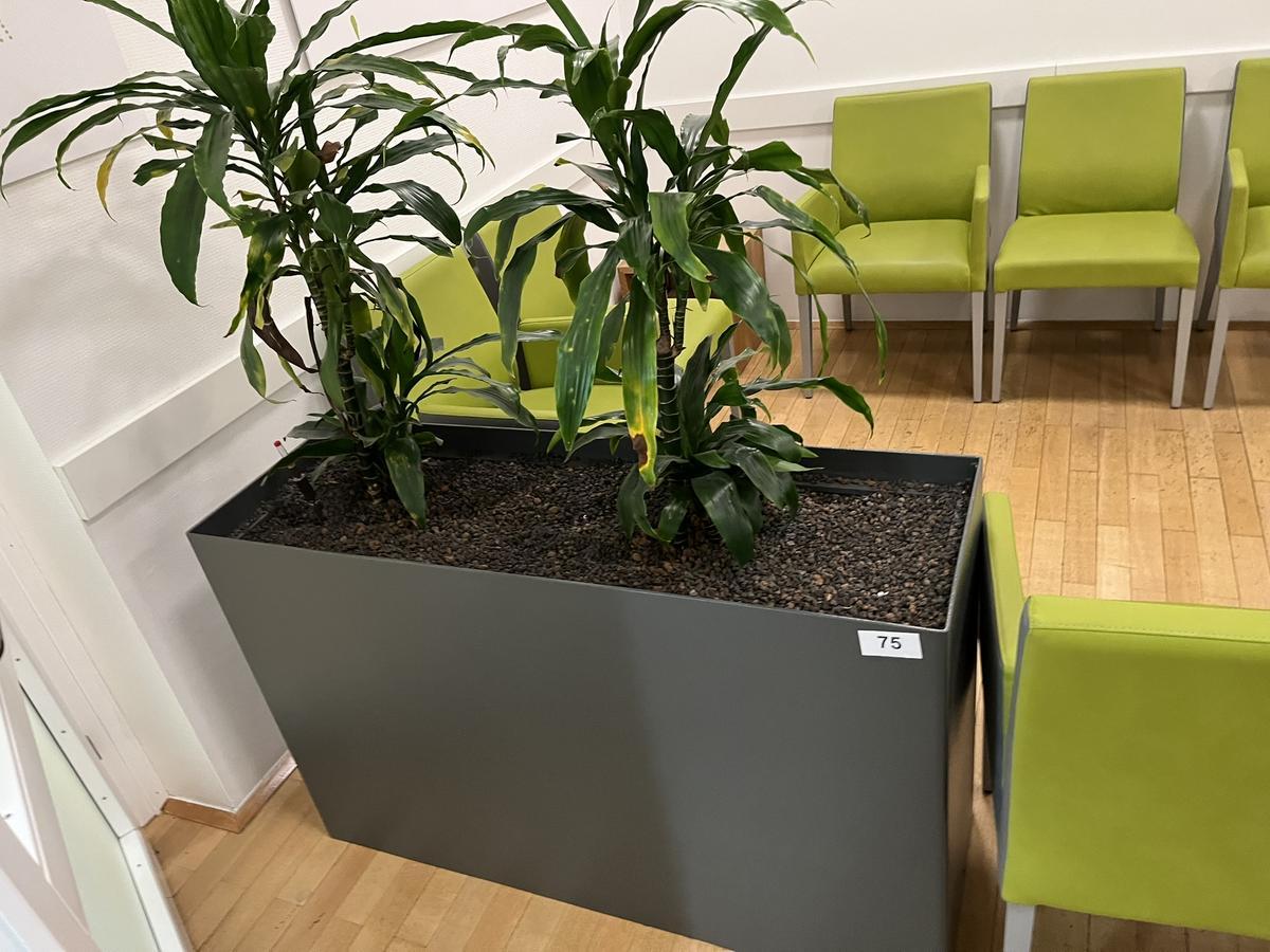 Hydro Plfanze inkl. Pflanzengaf&auml;&szlig;, 120x40x75cm, Metall?d=2026-03-09 21:30:09