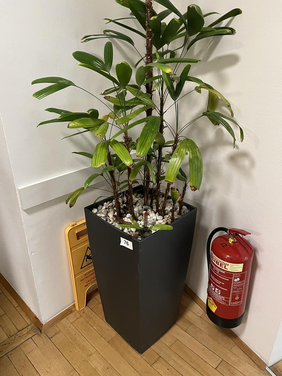 Hydro Pflanze 40x40x75cm, Plastik/Kunststoff?d=2026-03-09 21:30:15