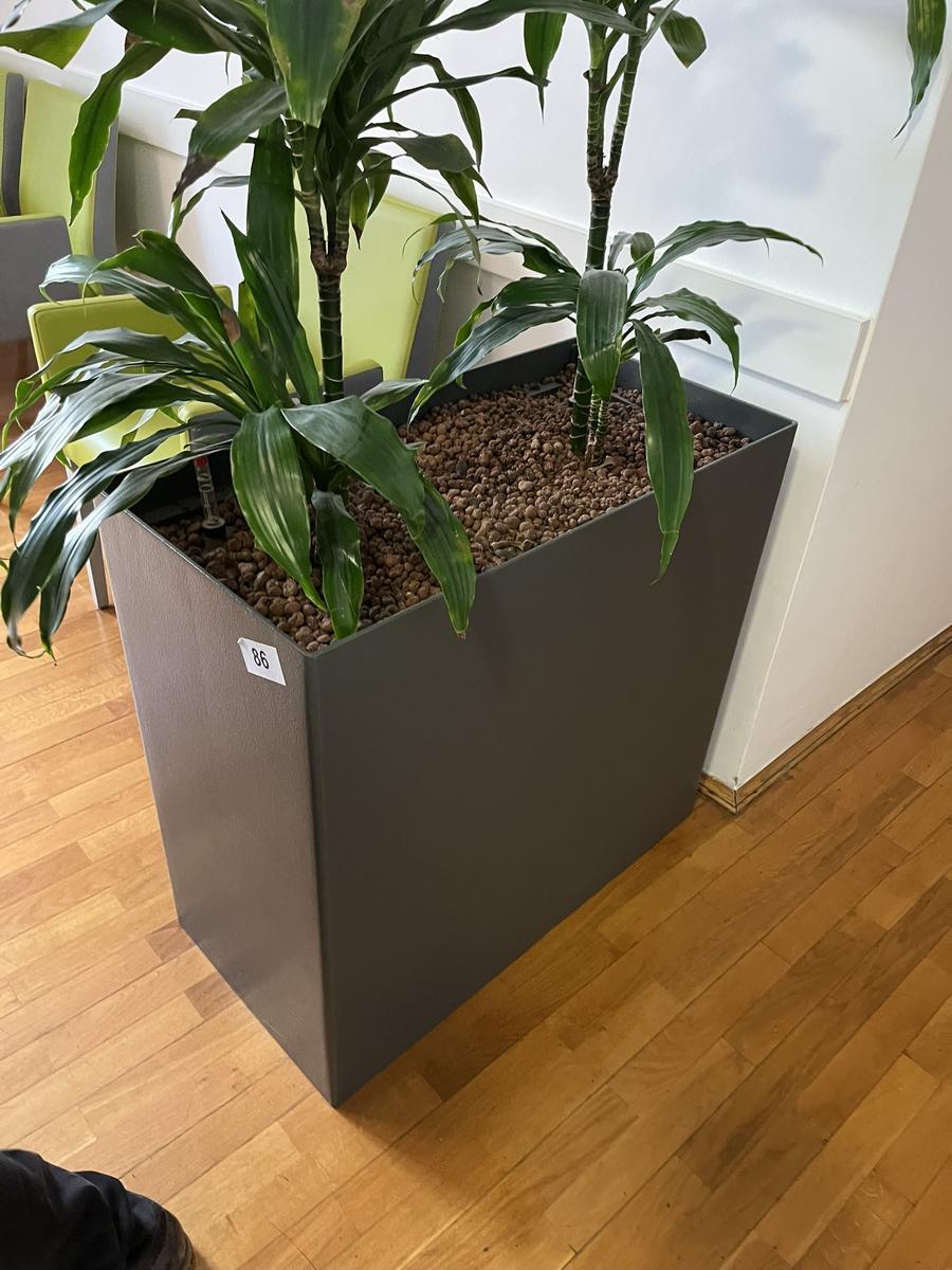 Hydro Pflanze, ca. 80x40x75cm?d=2026-03-09 21:32:24