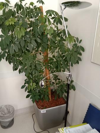 1 Stk. Hydropflanze, ca. 50x50x50cm