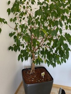 Hydro Pflanze?d=2026-03-13 21:23:47