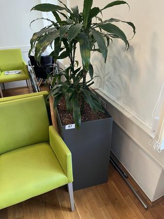 Hydro Pflanze, ca. 80x40x75cm