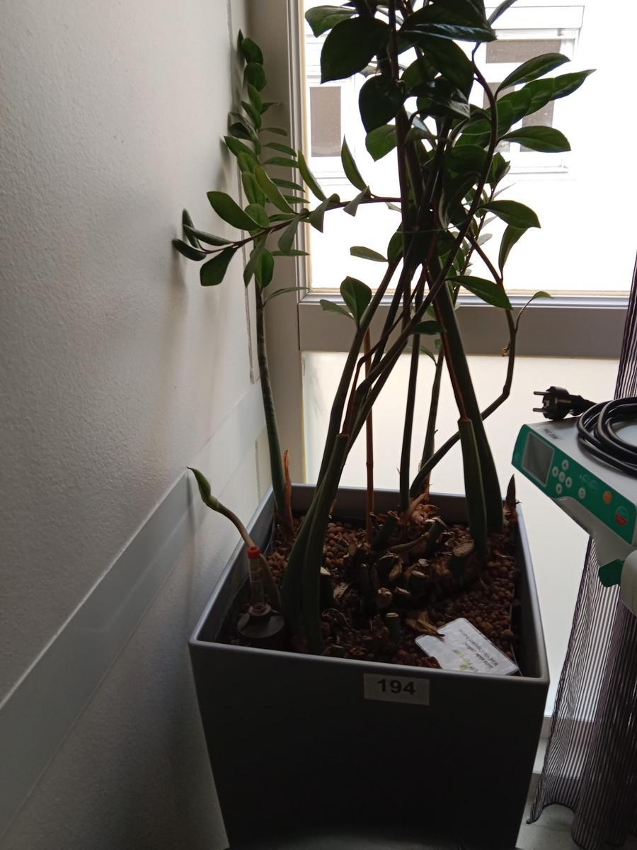 2 Stk. Hydropflanzen, ca. 40x40x75cm?d=2026-03-24 06:33:07