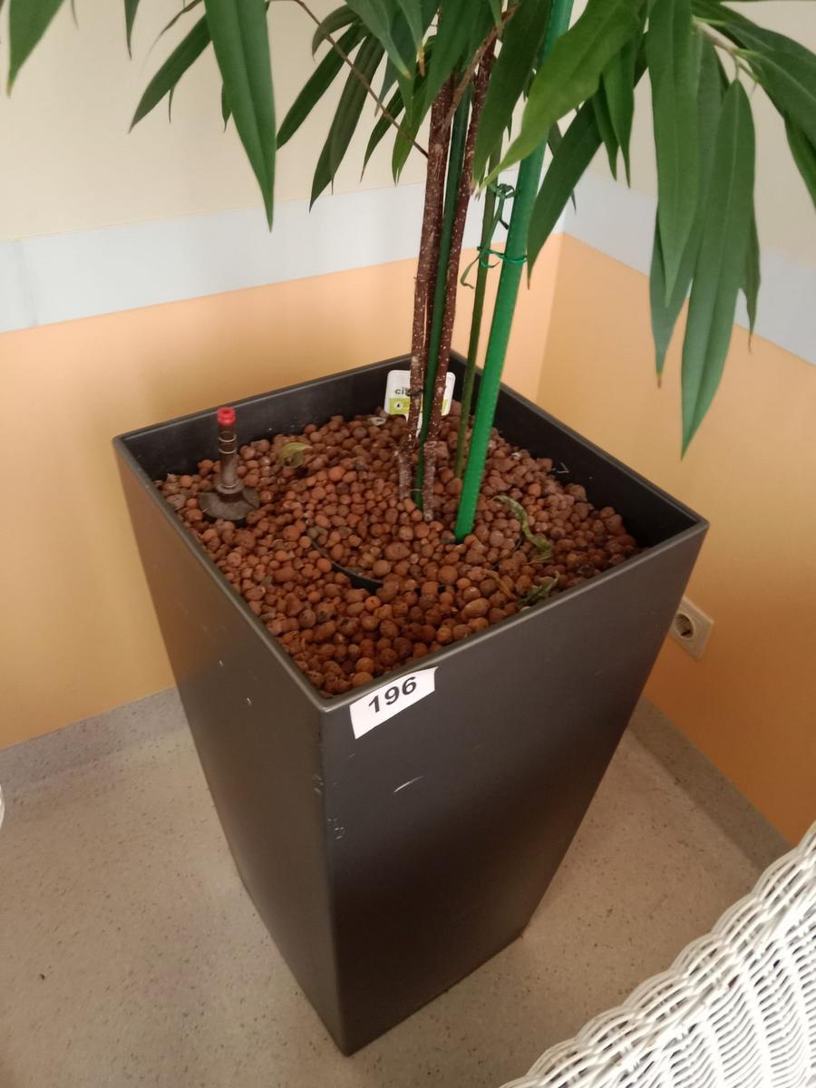 Hydro Pflanze ca. 40x40x75cm?d=2026-03-24 06:31:53