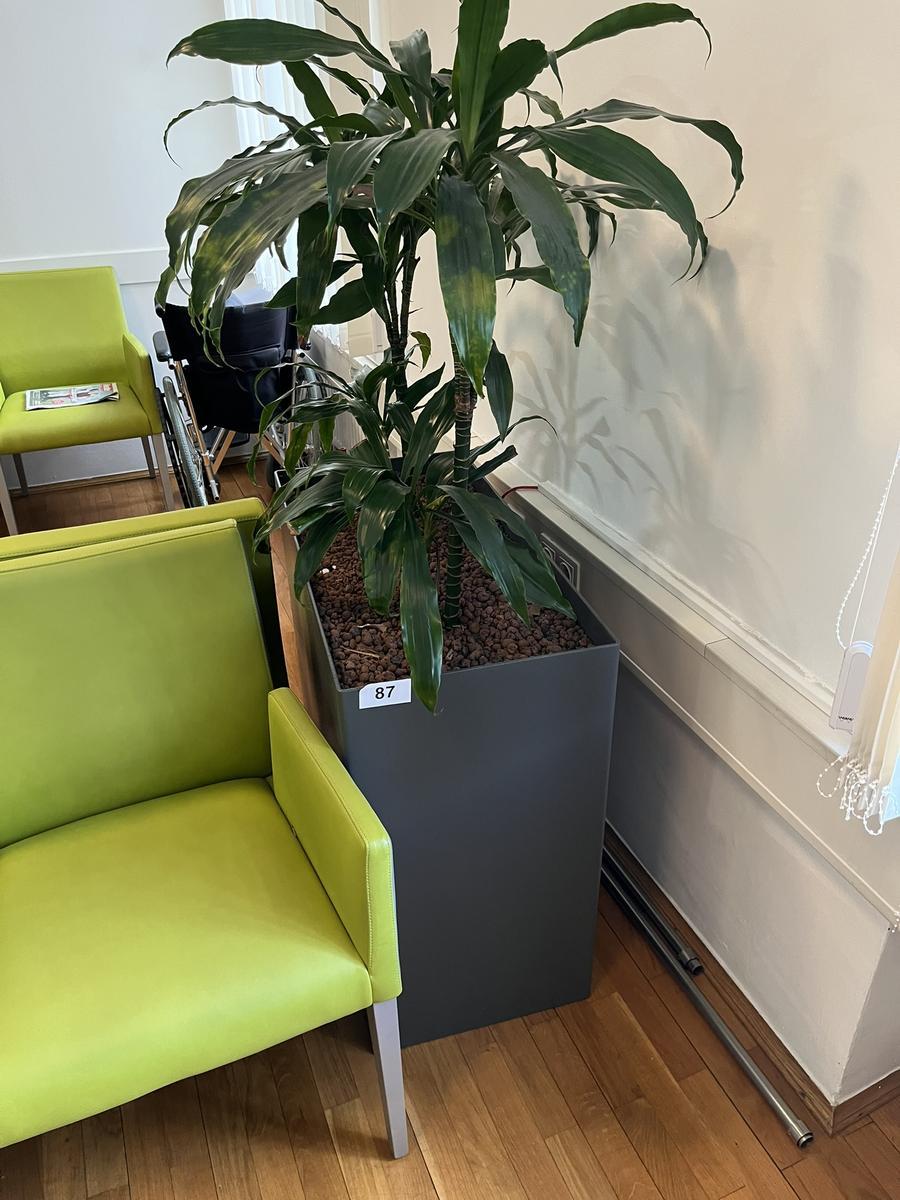 Hydro Pflanze, ca. 80x40x75cm?d=2026-03-24 06:31:50