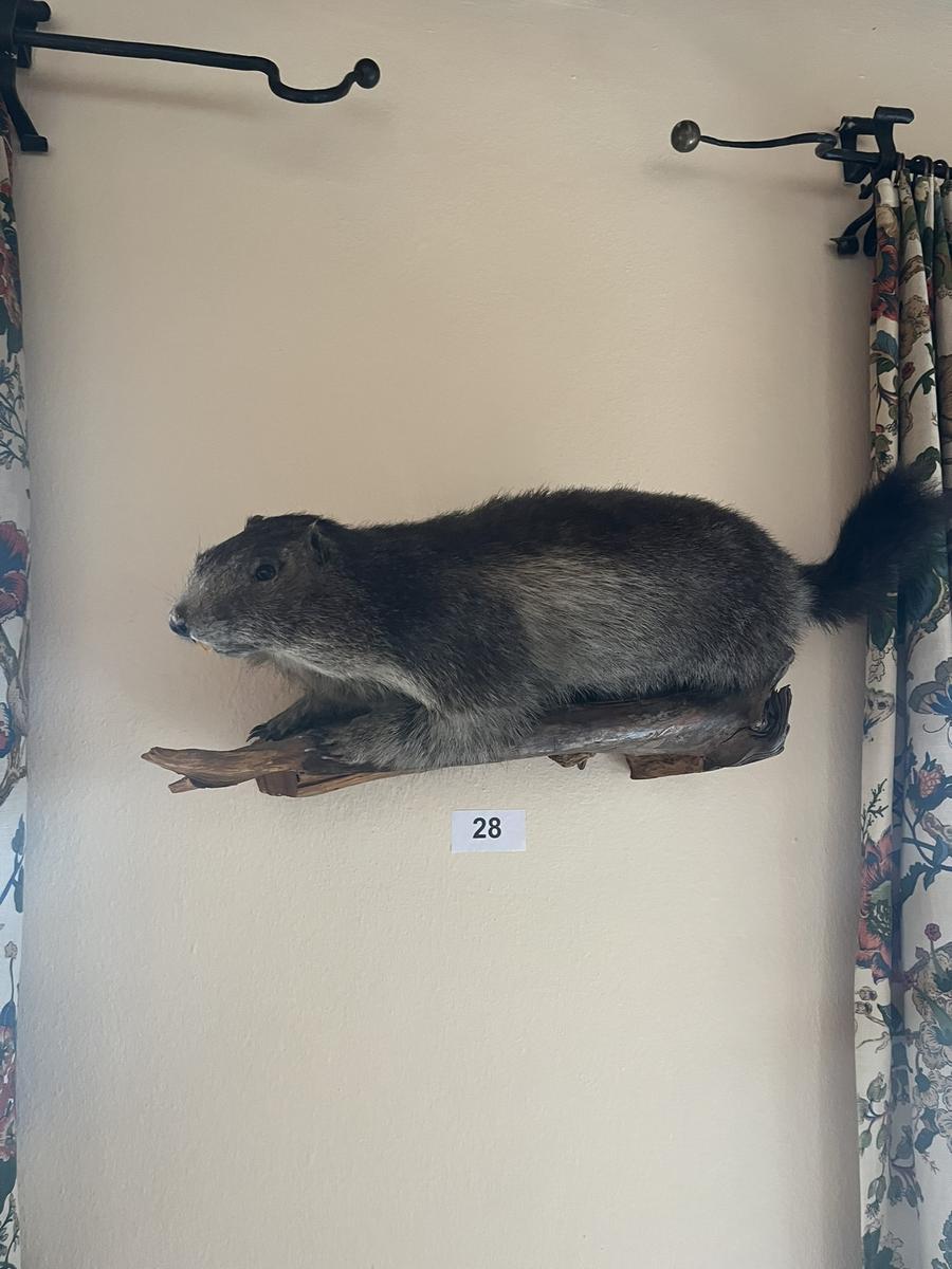 ausgestopftes Murmeltier?d=2026-04-14 22:12:38