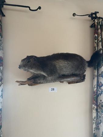 ausgestopftes Murmeltier ausgestopftes Murmeltier