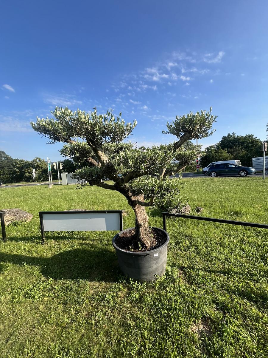 Olivenbaum, Breite 250 cm, H&ouml;he 200 cm