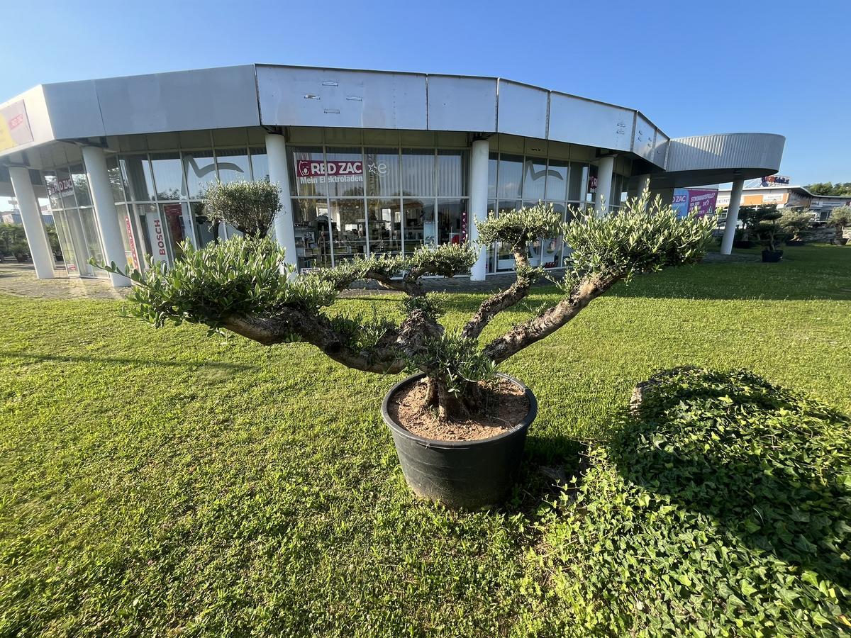 Olive Pon Pon, Herkunft Spanien, Breite 300 cm, H&ouml;he 160 cm