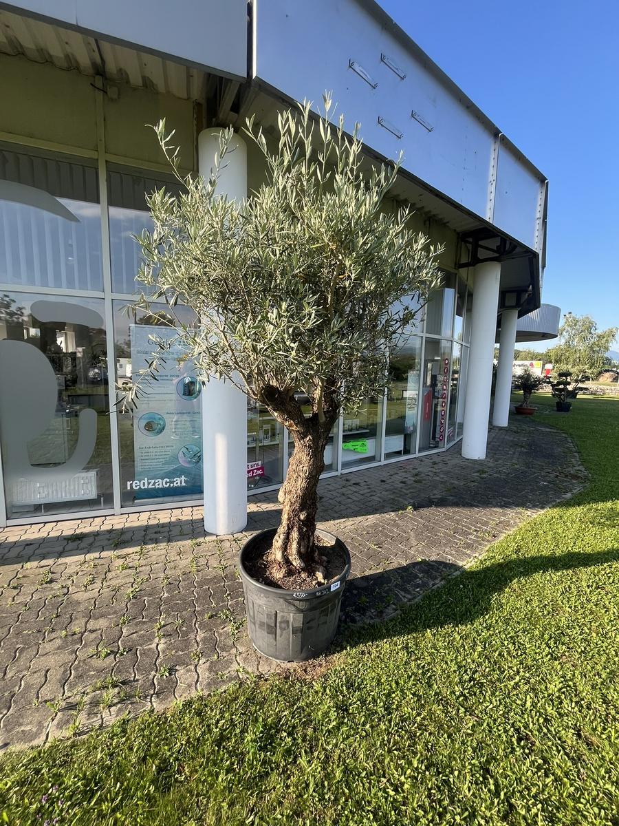 Olivenbaum, Stammumfang 90-100 cm, H&ouml;he 220 cm