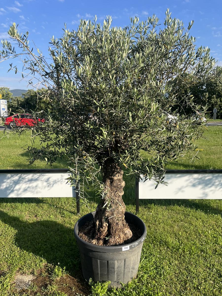 Olivenbaum, Herkunft Spanien, BH34, Stammumfang 90-100 cm, H&ouml;he 220 cm