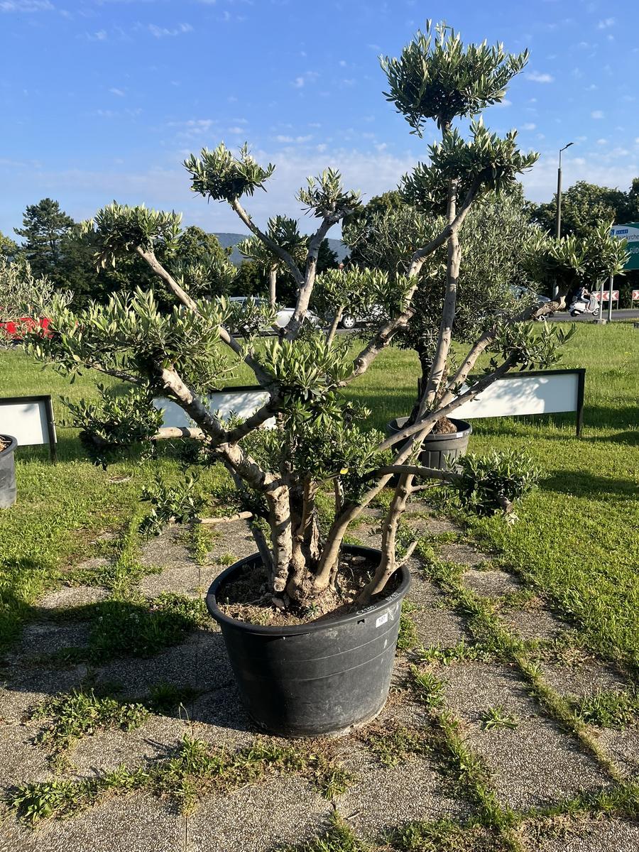 Olivenbaum, Breite 200 cm, H&ouml;he 200 cm?d=2026-06-26 15:38:46