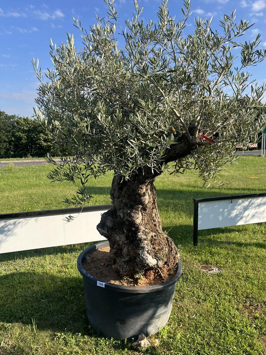 Olivenbaum, Stammumfang 180-190 cm, H&ouml;he 220 cm?d=2026-06-26 15:40:36