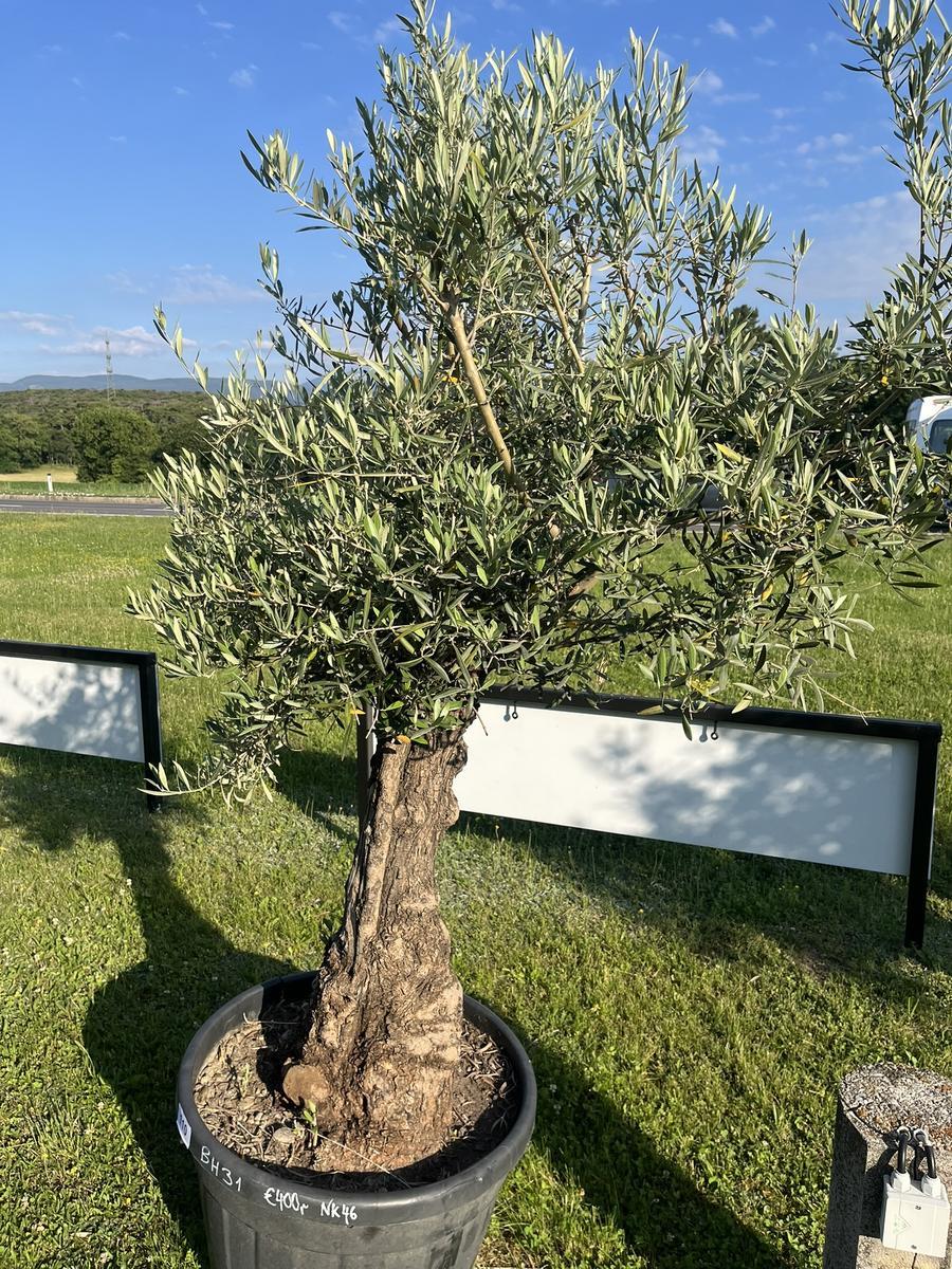 Olivenbaum, Herkunft Spanien, Stammumfang 80-90 cm, H&ouml;he 200 cm