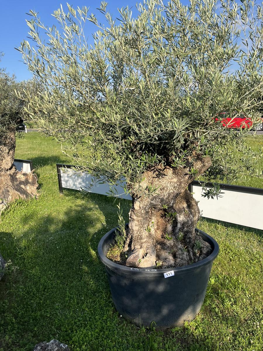 Olivenbaum, Stammumfang 160-170 cm, H&ouml;he 220 cm?d=2026-06-26 15:40:33