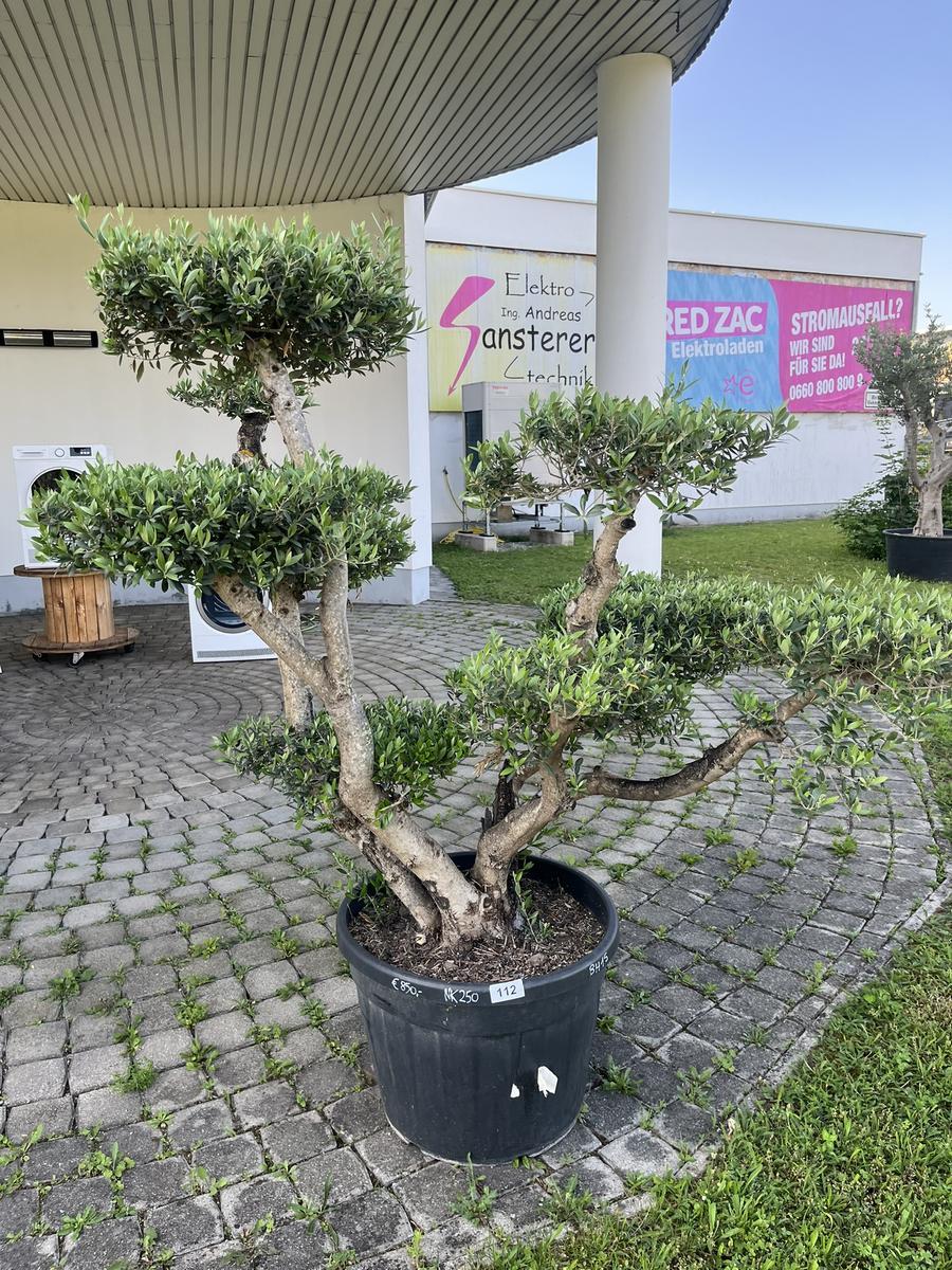 Olivenbaum Pon Pon, Breite 180 cm, H&ouml;he 200 cm?d=2026-06-26 15:40:32