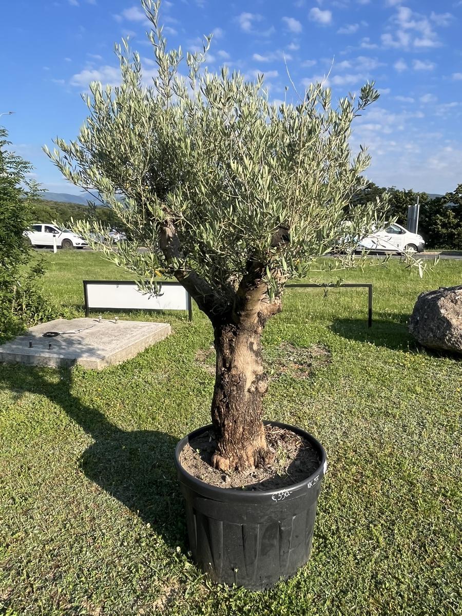 Olivenbaum Pon Pon, Stammumfang 80-90 cm, H&ouml;he 220 cm?d=2026-06-26 15:40:32