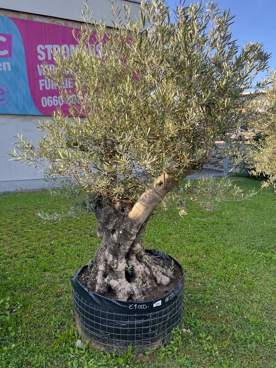 Olivenbaum, Stammumfang 120 cm, H&ouml;he 220 cm?d=2026-06-26 15:40:34