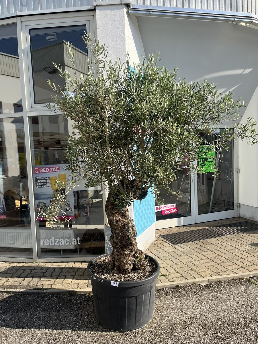 Olivenbaum, Stammumfang 70-80 cm, H&ouml;he 220 cm
