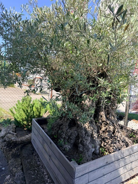Olivenbaum, Stammumfang 250-280 cm, H&ouml;he 230 cm