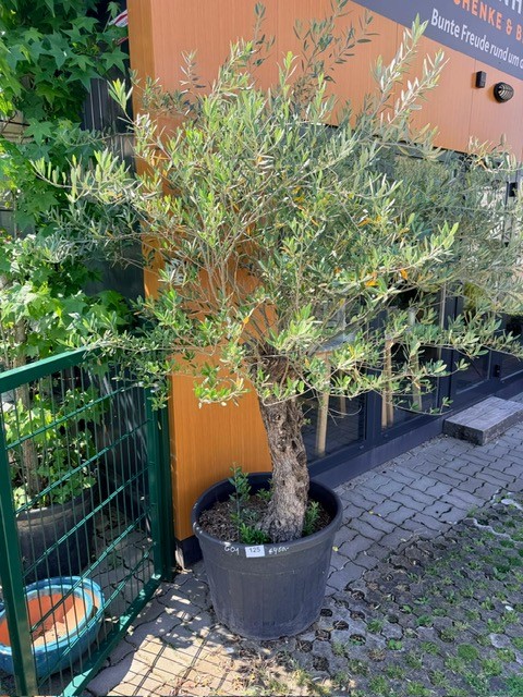 Olivenbaum, Stammumfang 30-40 cm, H&ouml;he 200 cm