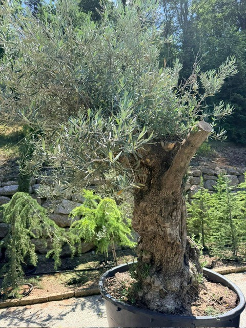 Olivenbaum, Stammumfang 160-180 cm, H&ouml;he 240 cm