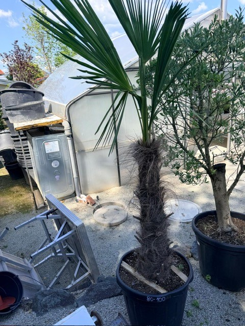 Trachycarpus, Stammh&ouml;he 60-80 cm, H&ouml;he 180 cm