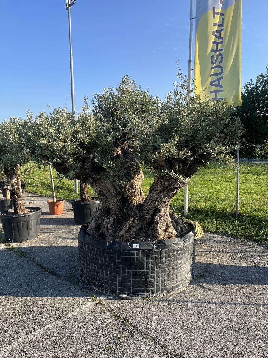 Olivenbaum, Herkunft Spanien, Nr. BH 2, Stammumfang 270-290 cm, H&ouml;he 200 cm