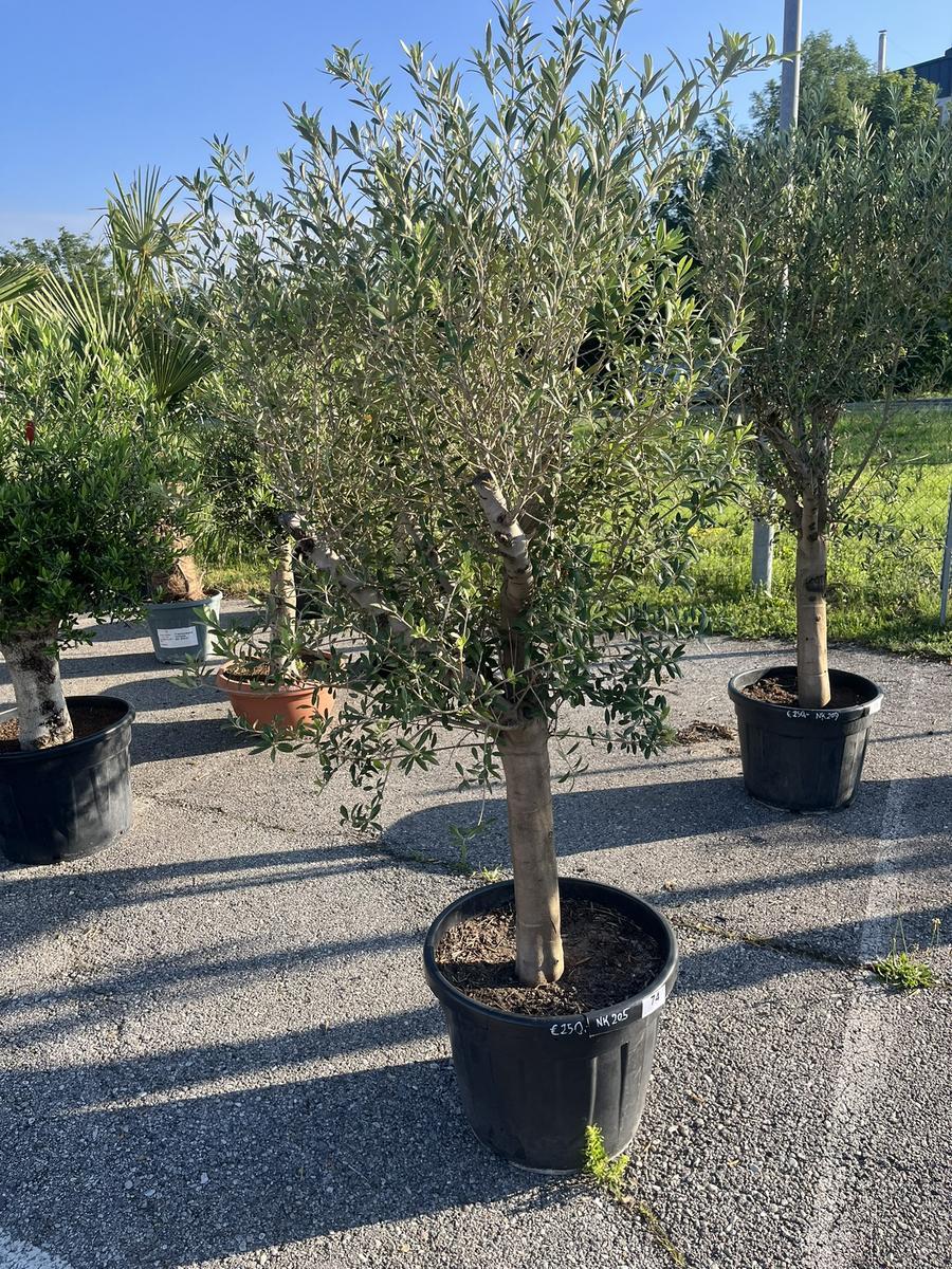 Olivenbaum, Stammumfang 20-30 cm, H&ouml;he 180 cm?d=2026-06-26 15:39:24