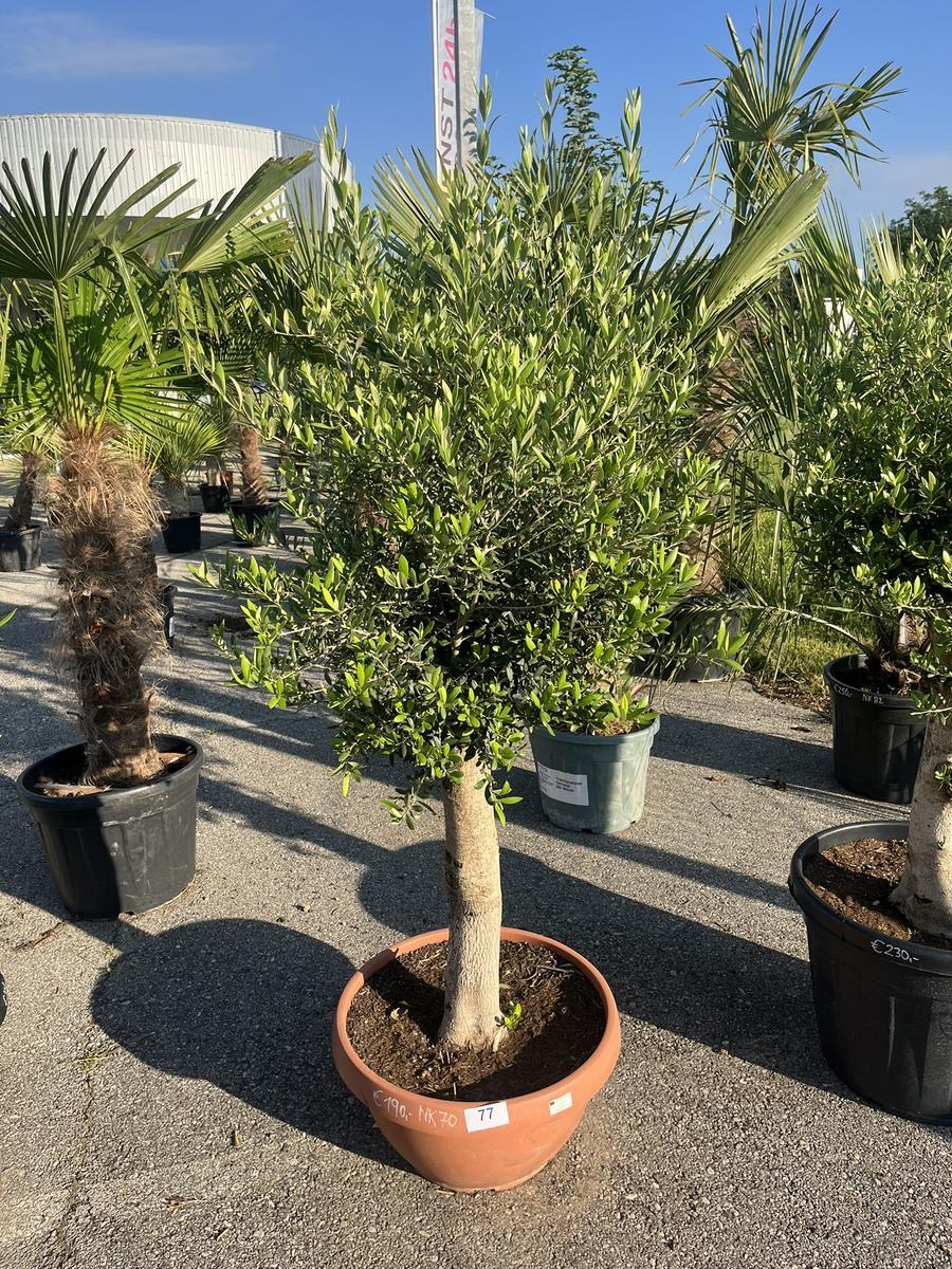 Olivenbaum, Stammumfang 30-40 cm, H&ouml;he 150 cm?d=2026-06-26 15:40:34