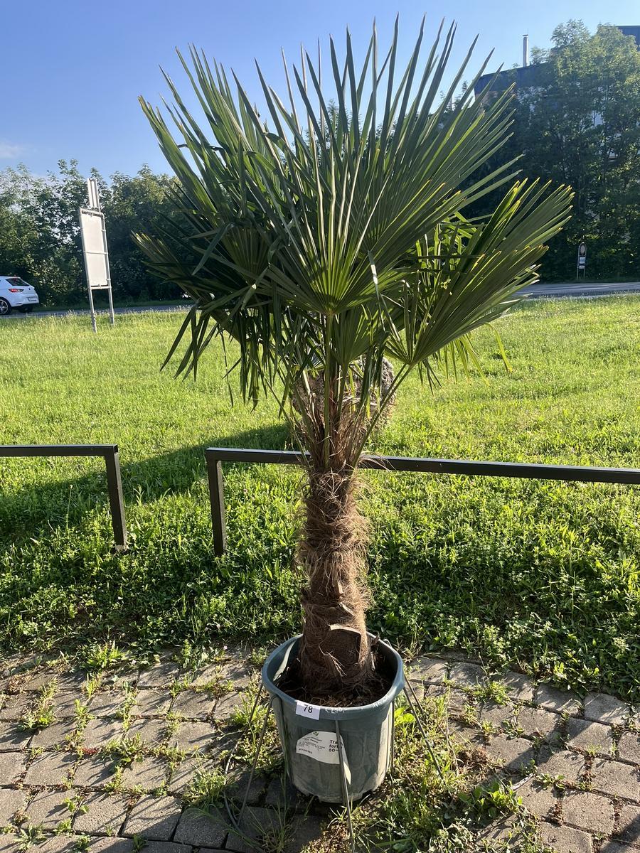 Trachycarpus, Stammh&ouml;he 60-80 cm, H&ouml;he 200 cm