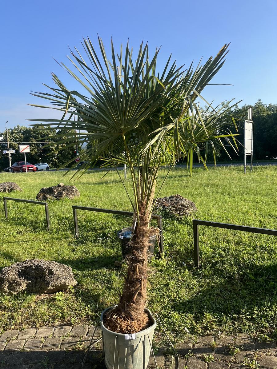 Trachycarpus, Stammh&ouml;he 60-80 cm, H&ouml;he 200 cm