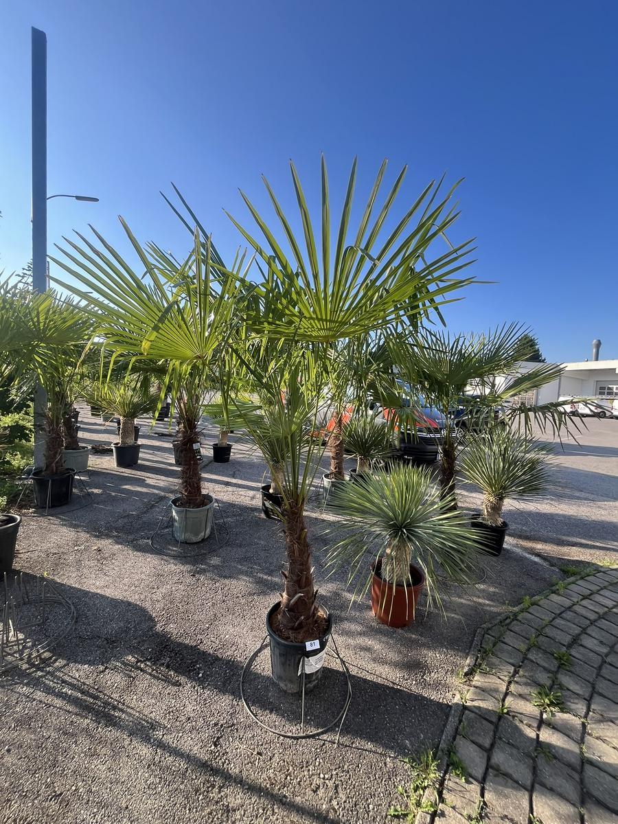 Trachycarpus, Stammh&ouml;he 50-60 cm, H&ouml;he 220 cm